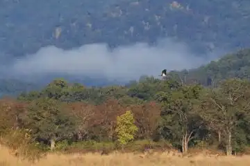 natural charms of Jim Corbett National Park
