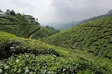 explore natural sites of Munnar